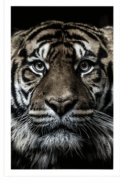 Poszter tigris