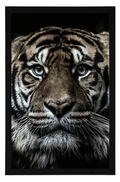 Poszter tigris