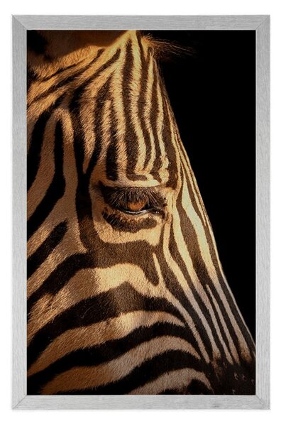 Poszter egy zebra portréja