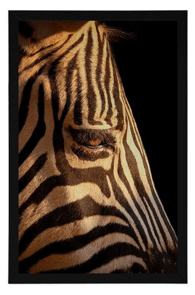 Poszter egy zebra portréja