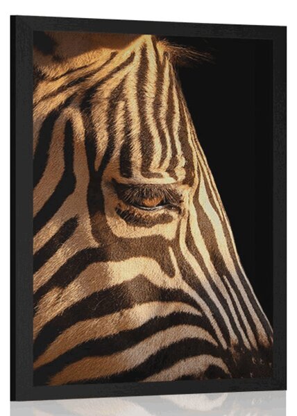 Poszter egy zebra portréja