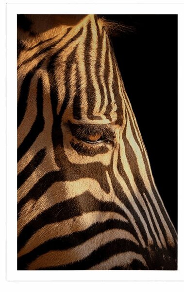Poszter egy zebra portréja