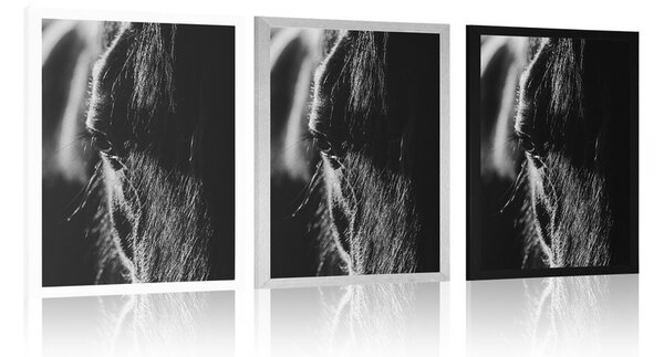 Poszter fenséges ló fekete fehérben
