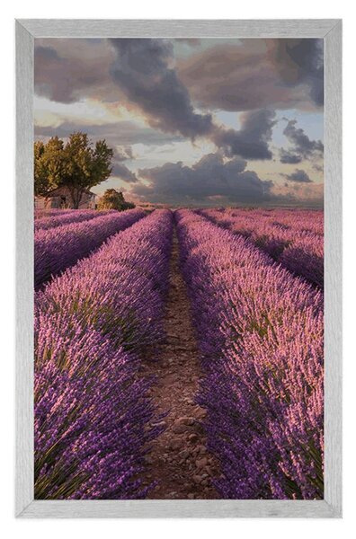 Poszter levandula mezők