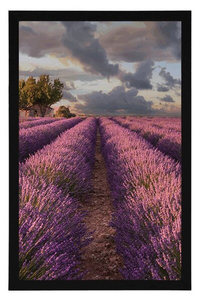 Poszter levandula mezők