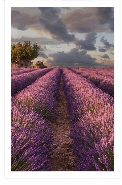 Poszter levandula mezők