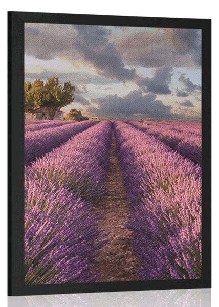 Poszter levandula mezők
