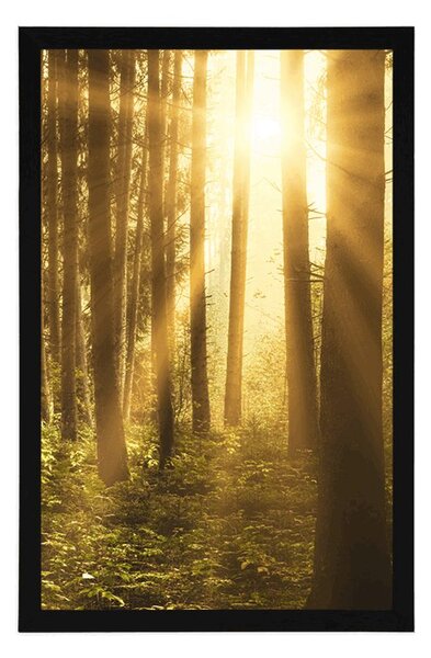 Poszter napkelte az erdőben