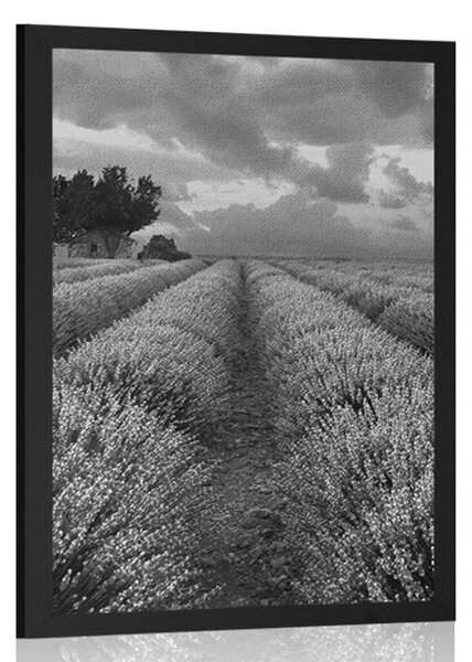 Poszter levandula mező fekete fehérben