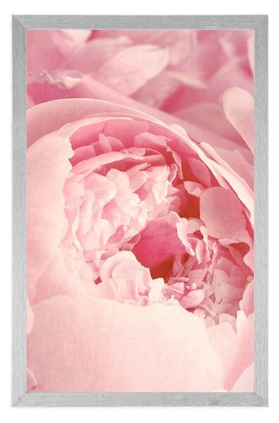 Poszter virág szirom