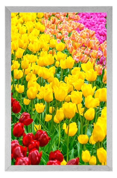 Poszter kert tele tulipánnal