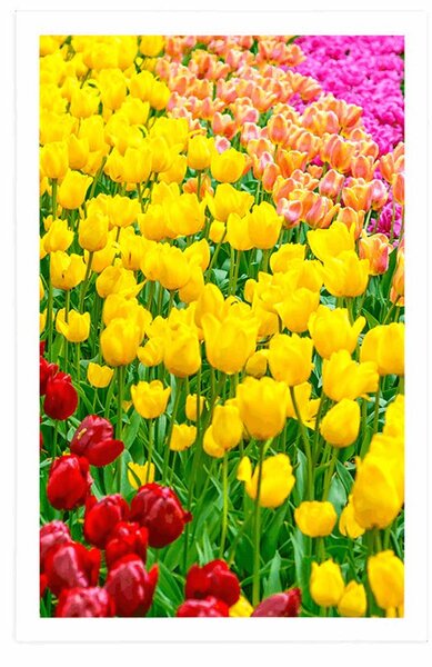 Poszter kert tele tulipánnal