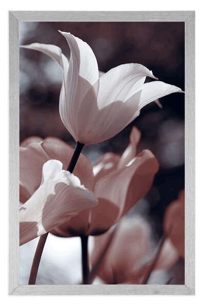 Poszter tavaszi tulipánok a parkban