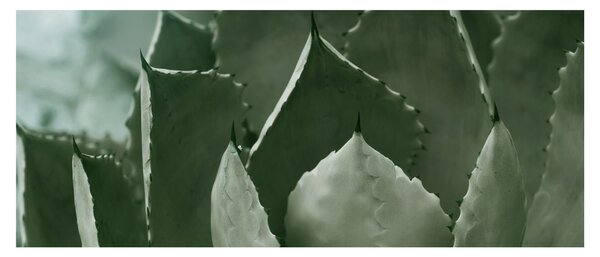 Kép - Zöld agávé (120x50 cm)