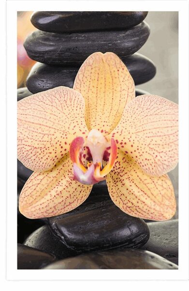 Poszter sárga orchidea és Zen kövek