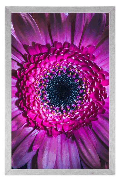 Poszter lila gerbera