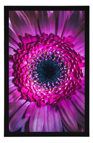 Poszter lila gerbera