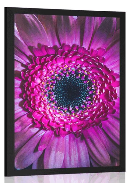 Poszter lila gerbera