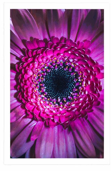 Poszter lila gerbera