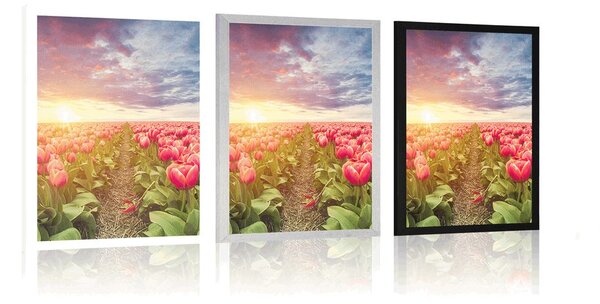 Poszter napkelte tulipánok felett