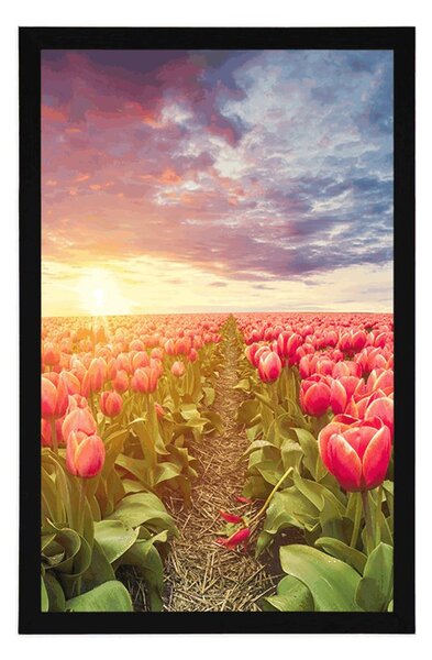 Poszter napkelte tulipánok felett