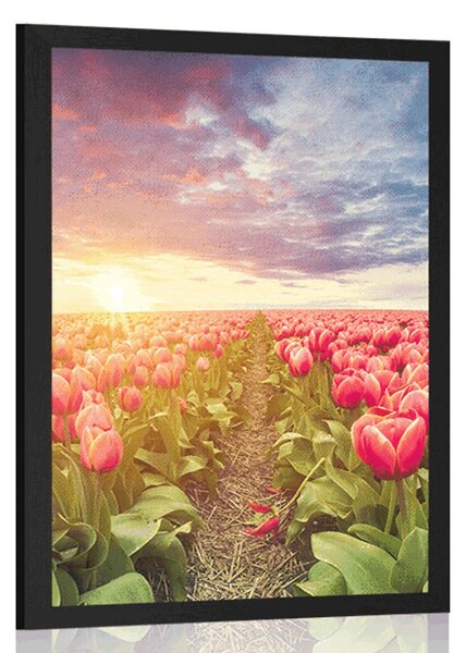 Poszter napkelte tulipánok felett