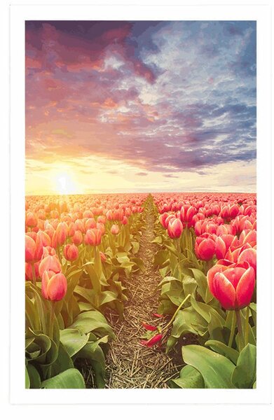 Poszter napkelte tulipánok felett