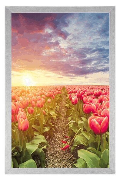 Poszter napkelte tulipánok felett