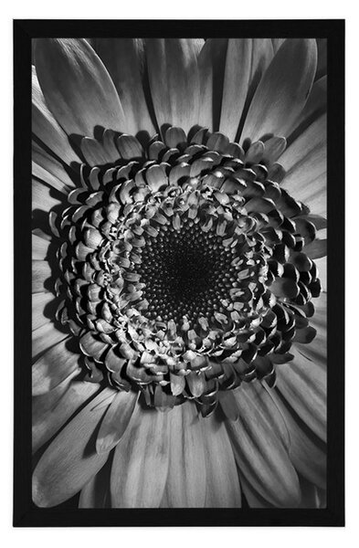 Poszter fekete fehér gerbera