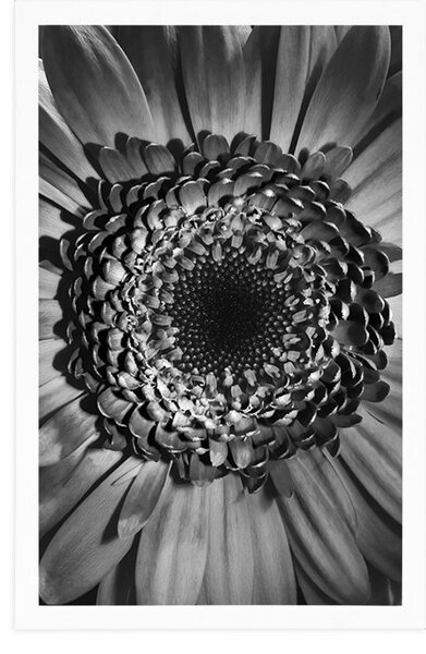 Poszter fekete fehér gerbera