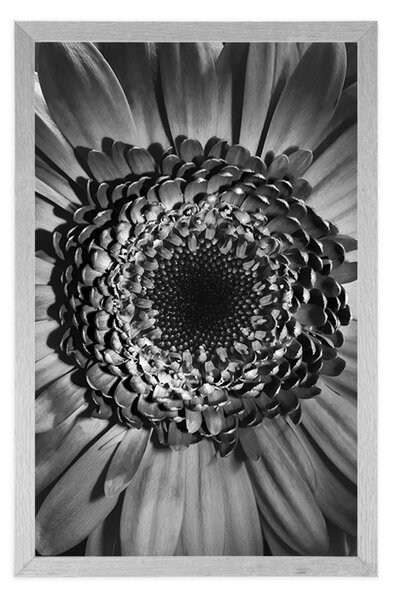 Poszter fekete fehér gerbera
