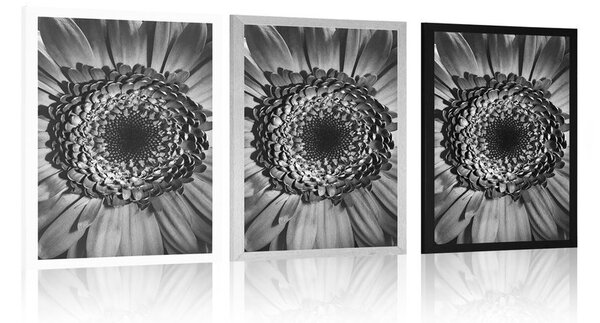 Poszter fekete fehér gerbera