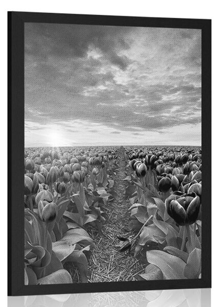 Poszter napkelte tulipánok felett fekete fehérben