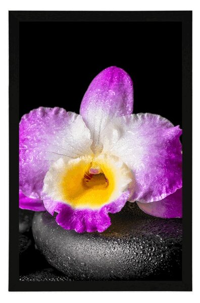 Poszter paszportuval lila orchidea Zen kövön