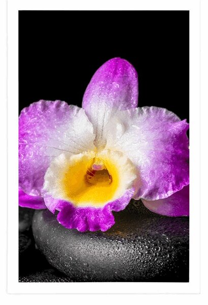 Poszter paszportuval lila orchidea Zen kövön