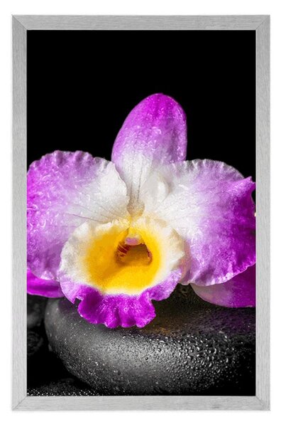 Poszter paszportuval lila orchidea Zen kövön