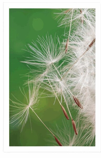 Poszter pitypang mag