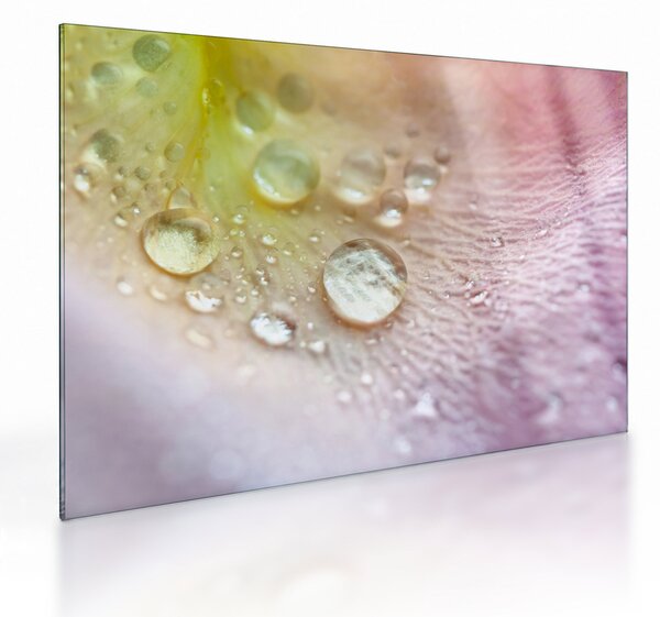 Üveg kép - Harmatcseppek (70x50 cm)