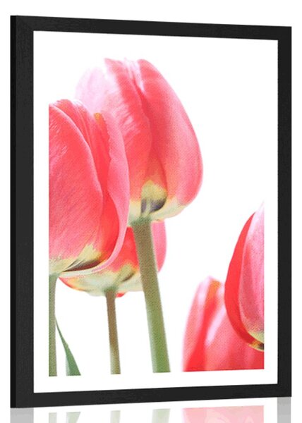 Poszter piros tulipán