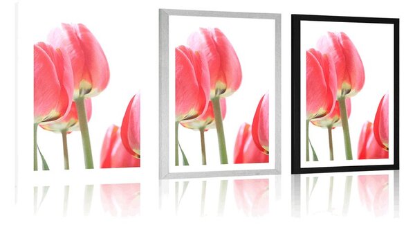 Poszter piros tulipán
