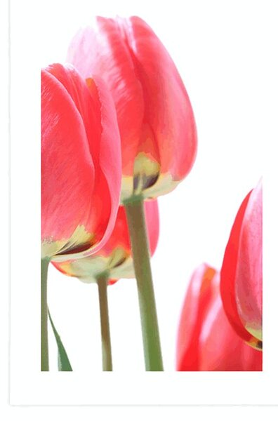 Poszter piros tulipán
