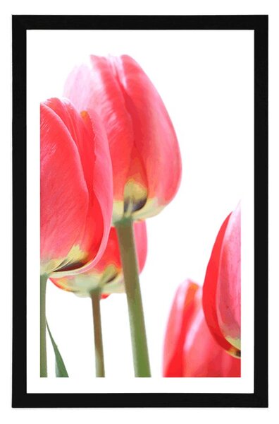 Poszter piros tulipán