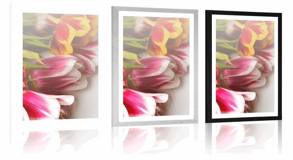 Poszter paszportuval színes tulipán csokor