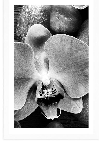 Poszter paszportuval csodás orchidea és kő fekete fehérben