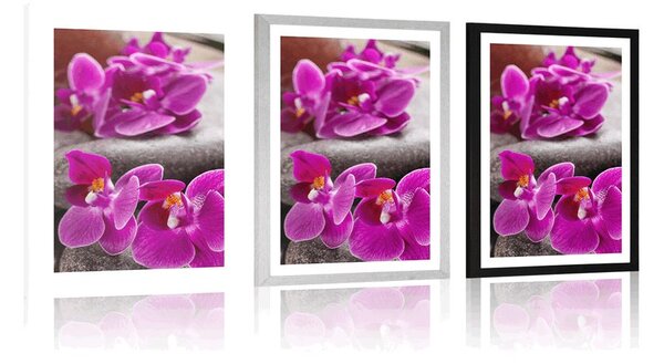 Poszter paszportuval csodás orchidea Zen kövekkel
