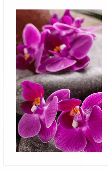Poszter paszportuval csodás orchidea Zen kövekkel