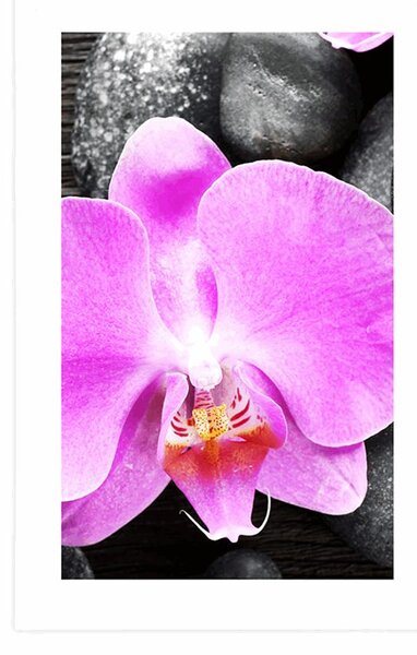 Poszter paszportuval csodás orchiddea és kövek