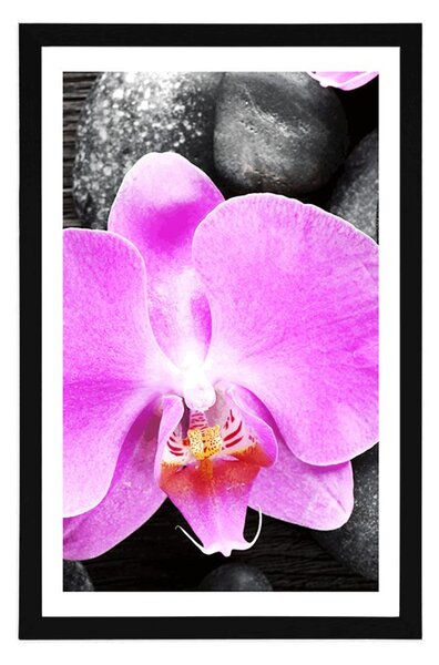 Poszter paszportuval csodás orchiddea és kövek