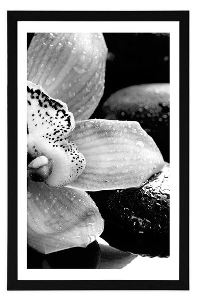 Poszter paszportuval exotikus orchidea fekete fehérben