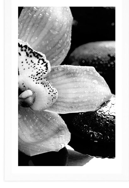 Poszter paszportuval exotikus orchidea fekete fehérben